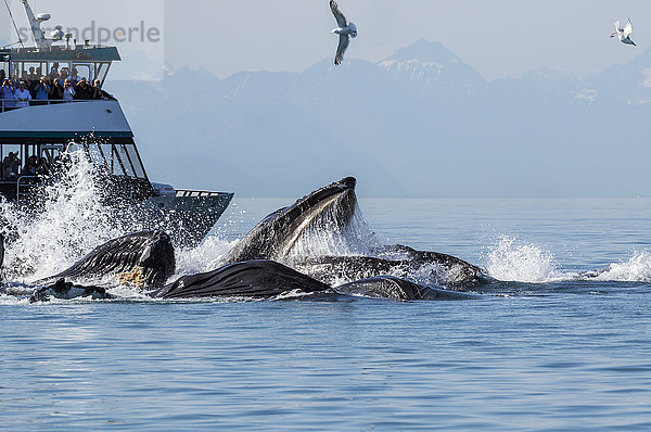 Touristen beobachten eine Gruppe von Buckelwalen beim Füttern mit Blasennetzen in der Nähe von Shelter Island  Südost-Alaska  USA
