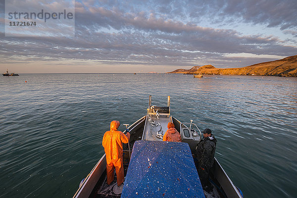 Eine kommerzielle Fischereibesatzung und ein Skipper holen am Morgen eine Ladung Hering in der Kulukak Bay in der Region Bristol Bay in Alaska  Südwest-Alaska  USA  ein.