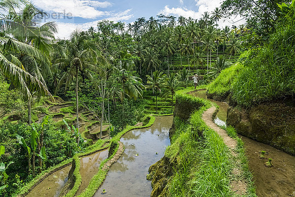 Reisterrassen von Tegallalang in der Nähe von Ubud; Tegallalang  Insel Bali  Indonesien'.