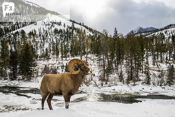 Großer Bighorn-Widder (ovis canadensis) am verschneiten Hang oberhalb der North Fork des Shoshone River  Shoshone National Forest; Wyoming  Vereinigte Staaten von Amerika'.