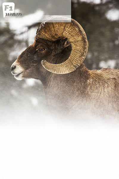 Kopf- und Schulteraufnahme eines großen Dickhornbocks (ovis canadensis)  der im wehenden Schnee liegt  Shoshone National Forest; Wyoming  Vereinigte Staaten von Amerika'.