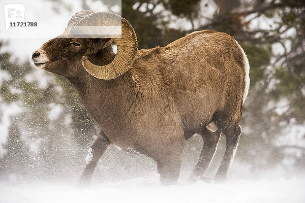 Großer Dickhornbock (ovis canadensis) kniend im wehenden Schnee  Shoshone National Forest; Wyoming  Vereinigte Staaten von Amerika'.