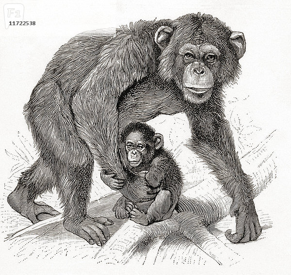 Ein Schimpanse und sein Baby. Aus Meyers Lexikon  veröffentlicht 1924.