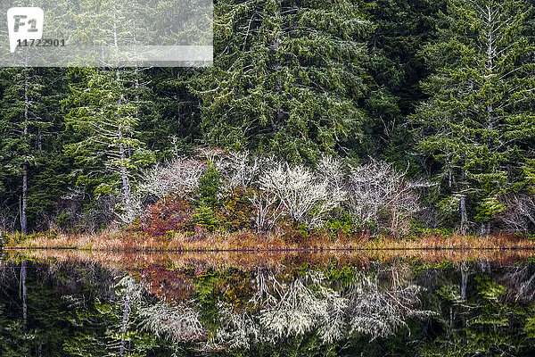 Wald spiegelt sich im Black Lake  nahe Ilwaco; Washington  Vereinigte Staaten von Amerika'.