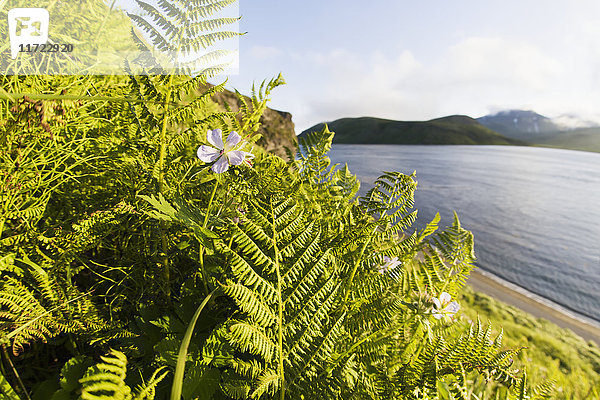 Wilde Alaska-Geranienblüten und Blick auf das Ostende von Unimak Island am Rande der Isanotski Strait; False Pass  Alaska  Vereinigte Staaten von Amerika'.