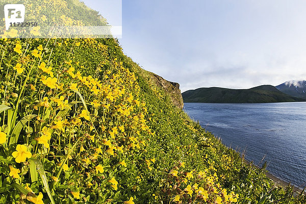 Ein mit einer Vielzahl von Affenblumen (Mimulus) bewachsener Hang und Blick auf das Ostende der Insel Unimak am Rande der Isanotski Strait  False Pass  Alaska  Vereinigte Staaten von Amerika