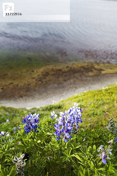 Lupine Flowers On The Edge Of Isanotski Strait; False Pass  Alaska  Vereinigte Staaten von Amerika'.