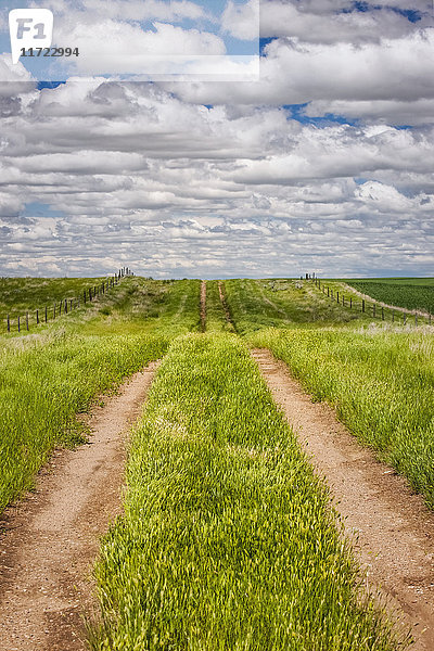 Schmutzspuren auf einem Feld mit grünem Gras; Herschel  Saskatchewan  Kanada'.