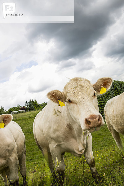 Eine kleine Herde weißer Kühe in einem hügeligen Grasfeld schaut neugierig in die Kamera; Nordrhein  Westfalen  Deutschland'.