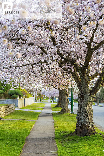 Ein von Kirschblütenbäumen gesäumter Gehweg im Frühling  ein perfekter Weg für einen gemütlichen Spaziergang  um die Natur zu genießen; Burnaby  British Columbia  Kanada'.