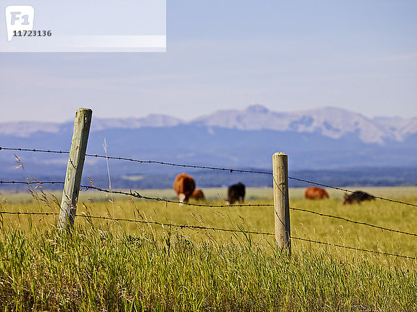 Weidende Rinder auf einem Feld mit den kanadischen Rockies in der Ferne; Cochrane  Alberta  Kanada'.