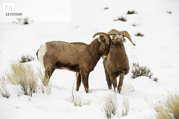 Zwei Dickhorn-Wildschweine (Ovis canadensis) reiben ihre Köpfe in einer verschneiten Landschaft  Shoshone National Forest; Wyoming  Vereinigte Staaten von Amerika'.