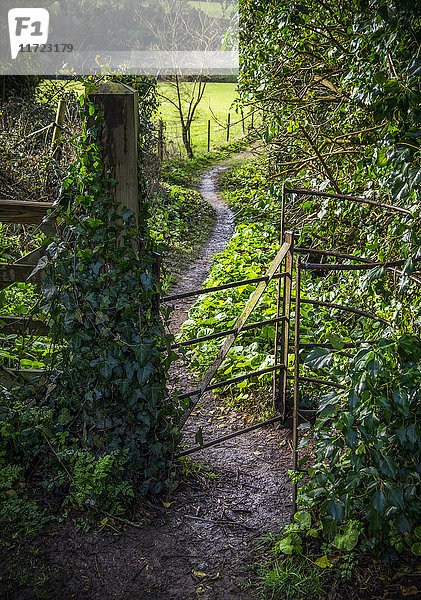 Ein Weg durch ein Tor  an dessen Pfosten Efeu wächst; Bath  England
