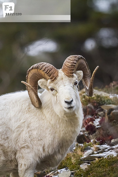 Dallwidder (ovis dalli) mit vollen Hörnern im Herbst  Chugach Mountains  südlich von Anchorage; Alaska  Vereinigte Staaten von Amerika'.