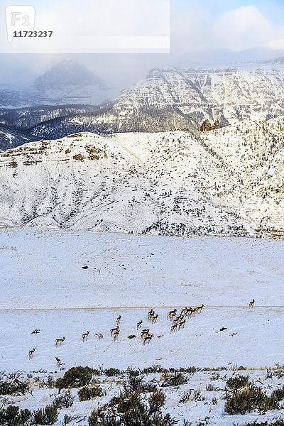 Herde von Gabelbockantilopen (Antilocapra americana) beim Überqueren einer schneebedeckten Wiese mit schroffen Bergen im Hintergrund  Shoshone National Forest; Wyoming  Vereinigte Staaten von Amerika'.