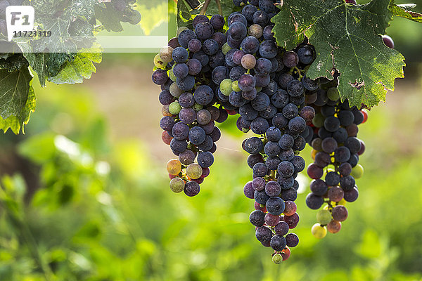 Nahaufnahme von Trauben mit dunklen  unreifen violetten Trauben  die am Rebstock hängen; Vineland  Ontario  Kanada'.
