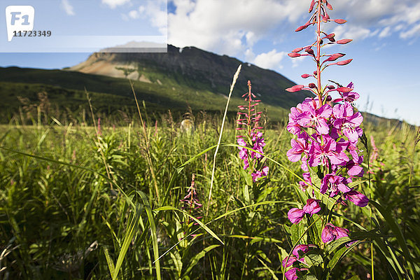 Rosa Wildblumen wachsen auf einer Wiese in der Hallo Bay  Katmai Naional Park  Alaska Halbinsel; Südwest Alaska  Vereinigte Staaten von Amerika'.