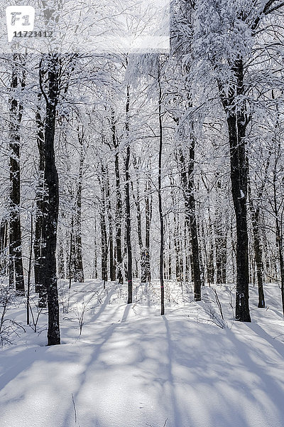 Ein Wald mit Bäumen  die mit Eis und Schnee bedeckt sind; Shefford  Quebec  Kanada'.