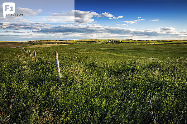 Grüne Felder auf Prärie-Ackerland; Herschel  Saskatchewan  Kanada'.