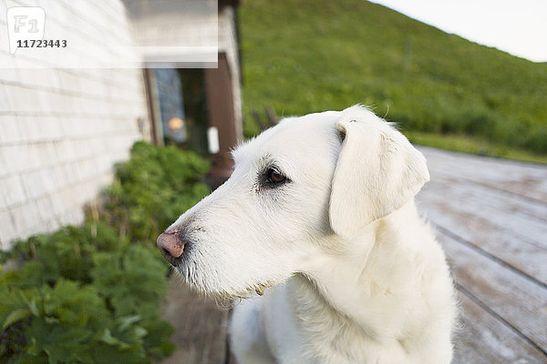 Ein Hund sitzt auf der hölzernen Veranda eines Hauses; False Pass  Alaska  Vereinigte Staaten von Amerika'.