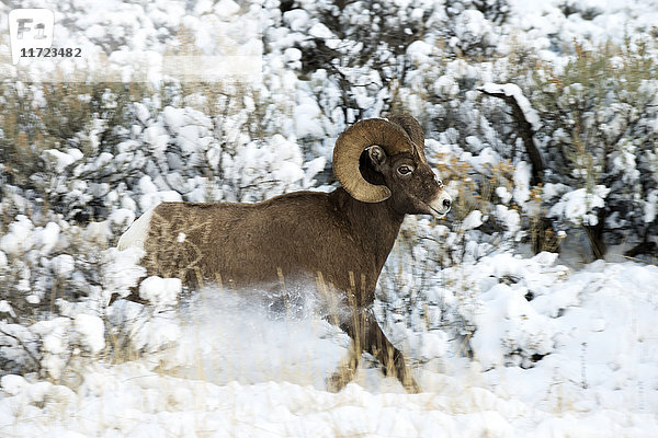 Dickhornbock (ovis canadensis)  der Schnee aufwirbelt  während er durch die verschneite Landschaft läuft  Shoshone National Forest; Wyoming  Vereinigte Staaten von Amerika'.