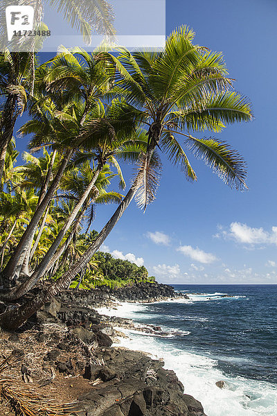Palmen entlang der Puna-Küste  in der Nähe von Kalapana; Insel Hawaii  Hawaii  Vereinigte Staaten von Amerika'.