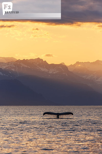 Fluke eines Buckelwals (Megaptera novaeangliae) bei Sonnenuntergang  Lynn Canal  mit den Chilkat Mountains im Hintergrund  nahe Juneau; Alaska  Vereinigte Staaten von Amerika'.