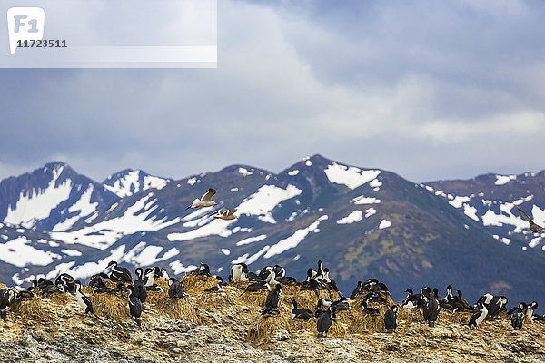 Kormorane (Phalacrocoracidae) nisten auf der Ainsworth-Insel im chilenischen Patagonien; Chile'.