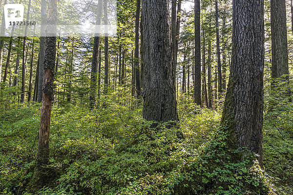 Pflanzen auf dem Waldboden im Tongass National Forest; Alaska  Vereinigte Staaten von Amerika'.