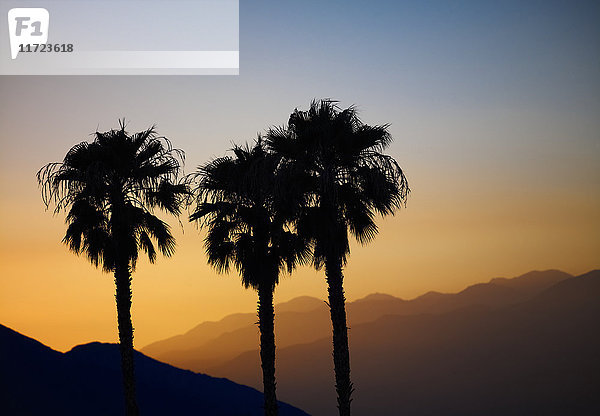 Silhouette von drei Palmen bei Sonnenuntergang mit Bergketten im Hintergrund; Palm Springs  Kalifornien  Vereinigte Staaten von Amerika