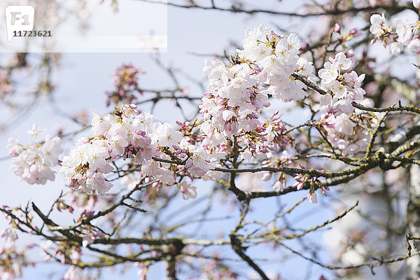 Nahaufnahme von Kirschblüten an einem Baum; Portland  Oregon  Vereinigte Staaten von Amerika'.