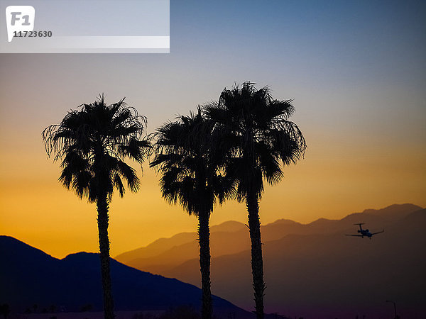 Silhouette von drei Palmen und einem Flugzeug im Flug vor der Kulisse silhouettierter Berge bei Sonnenuntergang; Palm Springs  Kalifornien  Vereinigte Staaten von Amerika'.