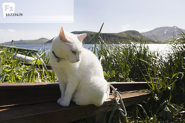 Ein weißes Kätzchen posiert vor dem False Pass (Isanostski Strait) mit der Insel Unimak im Hintergrund; Südwest-Alaska  Vereinigte Staaten von Amerika'.
