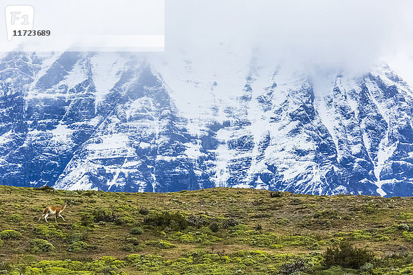 Gunanaco im Nationalpark Torre del Paine im chilenischen Patagonien; Torres del Paine  Magallanes  Chile'.