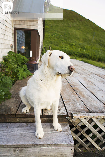 Ein Hund sitzt auf der hölzernen Veranda eines Hauses; False Pass  Alaska  Vereinigte Staaten von Amerika'.