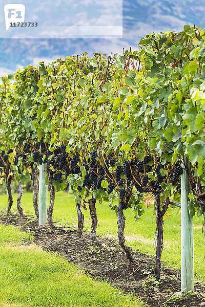 Eine Reihe von Weinstöcken mit dunkelvioletten Trauben; Penticton  British Columbia  Kanada'.