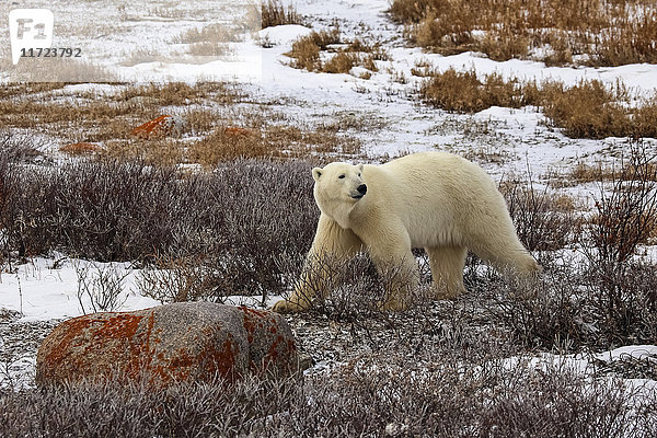Eisbär (ursus maritimus)  Wapusk National Park; Manitoba  Kanada'.