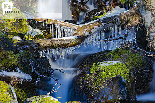 Ansammlung von Eis auf einem umgestürzten Baumstamm über einem kleinen Wasserfall im Regenwald der Olympic Peninsula; Washington  Vereinigte Staaten von Amerika'.