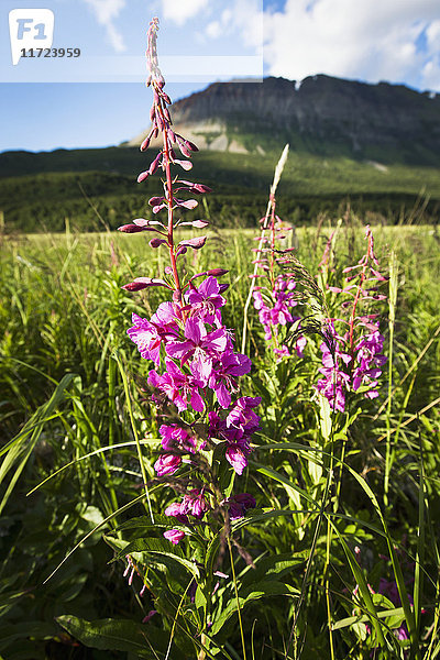 Rosa Wildblumen wachsen auf einer Wiese in der Hallo Bay  Katmai Naional Park  Alaska Halbinsel; Südwest Alaska  Vereinigte Staaten von Amerika'.