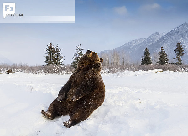 Grizzlybär (ursus arctos horribilis) sitzend im Schnee  in Gefangenschaft im Alaska Wildlife Conservation Center; Portage  Alaska  Vereinigte Staaten von Amerika'.
