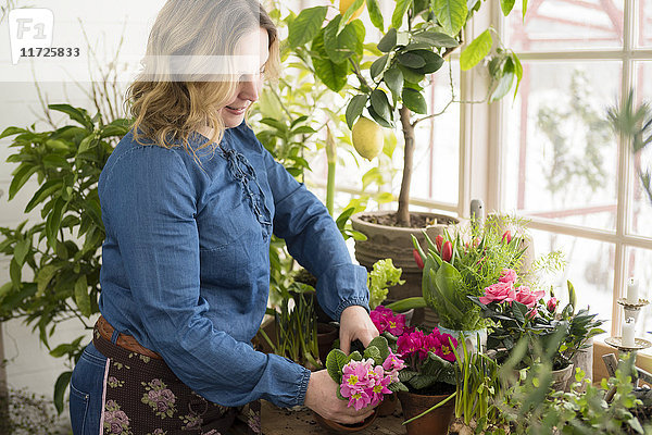 Frau pflanzt Blumen im Wintergarten