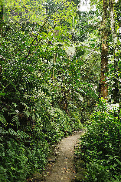 Karibische Inseln  Saint Lucia  Pfad im tropischen Wald