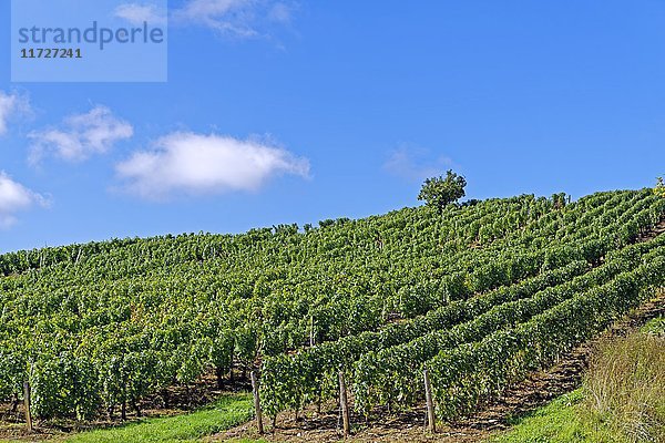 Weinberg  Arbois  Bourgogne-Franche-Comté  Frankreich  Europa