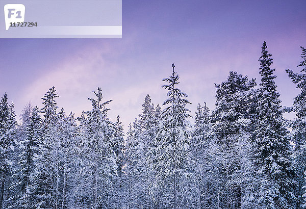 Hohe  schneebedeckte Waldbäume gegen violetten Winterhimmel  Lappland  Finnland