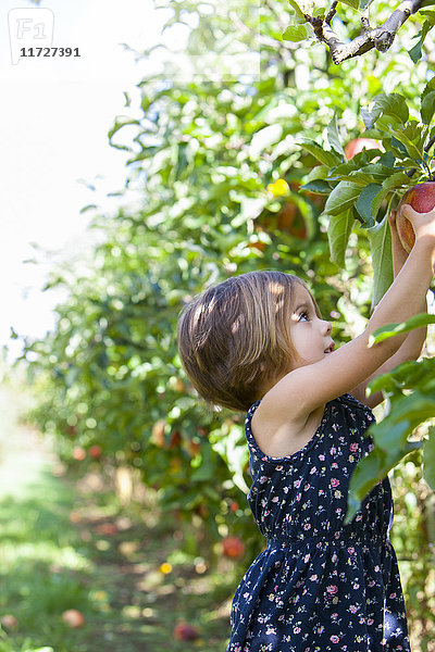 Mädchen pflückt Apfel vom Apfelbaum im Obstgarten