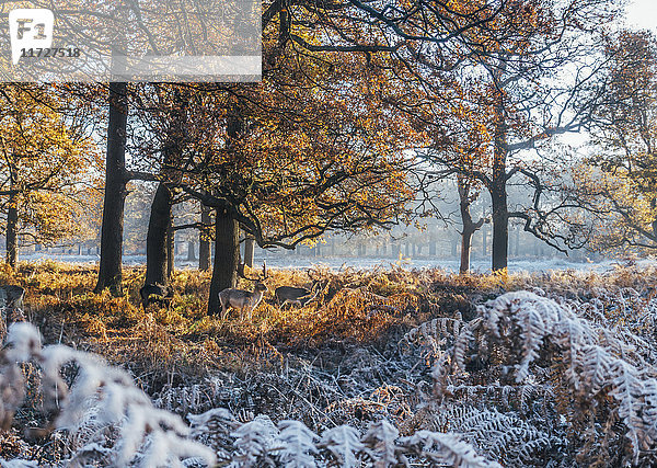 Elch zwischen frostbedeckten Herbstwäldern  Richmond  London