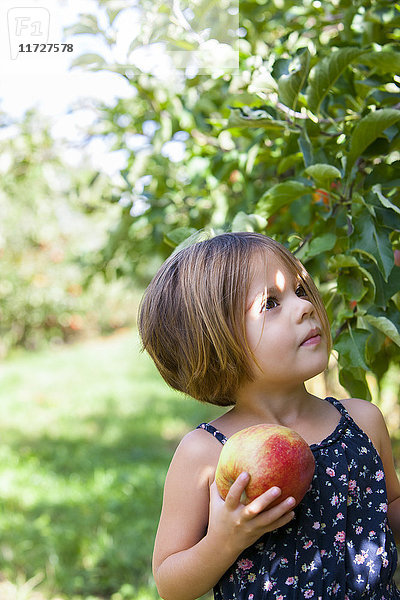 Neugieriges Mädchen beim Apfelpflücken im Obstgarten