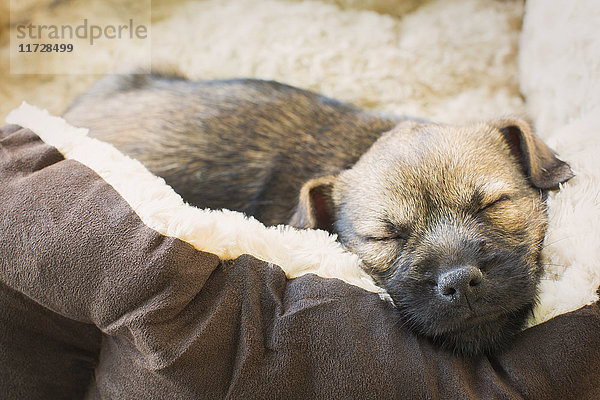 Nahaufnahme schlafender Hundewelpe im Hundebett