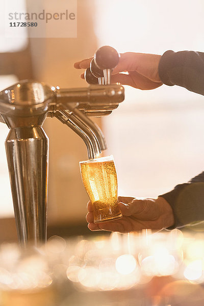 Barkeeper füllt ein Pintglas mit Bier am Zapfhahn in einer Bar