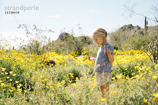 Mädchen in einer Wildblumenwiese  das Blumen betrachtet  Wadell  Arizona  USA